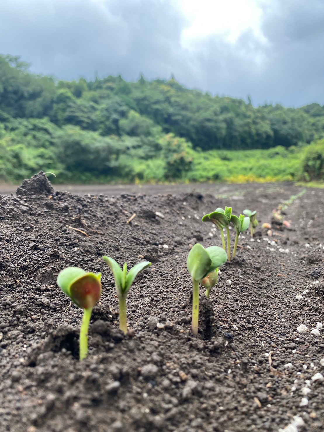 5年度産大豆 栽培スタート！ | 南州農場グループ