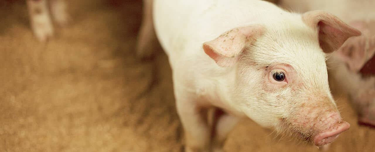 南州ナチュラルポーク